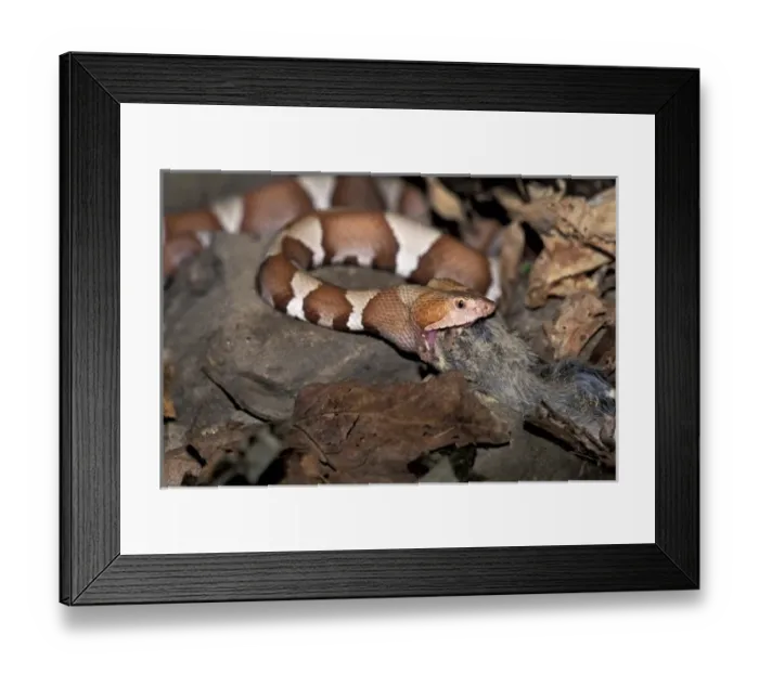 Framed Print : Northern Copperhead or Highland Moccasin (Agkistrodon contortrix mokasen) Framed Print : Northern Copperhead or Highland Moccasin (Agkistrodon contortrix mokasen)