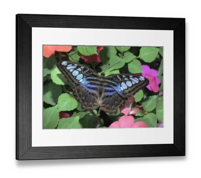 Framed Print : S. E. Asia habitat. The Blue Clipper (Parthenos sylvia) butterfly