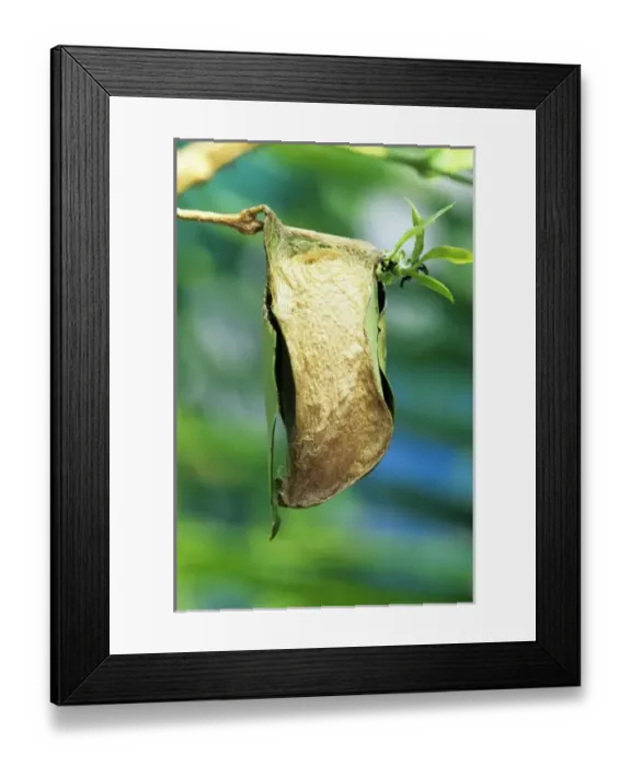 Framed Print : SE Asia. Giant Atlas moth (Attacus atlas) chrysalis or pupa Framed Print : SE Asia. Giant Atlas moth (Attacus atlas) chrysalis or pupa