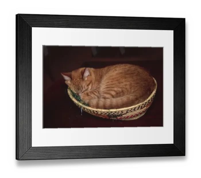 Framed Print : Orange tabby asleep in an Easter basket Framed Print : Orange tabby asleep in an Easter basket