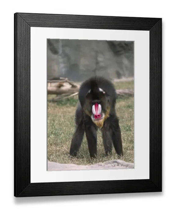 Framed Print : Nature, Fauna Framed Print : Nature, Fauna