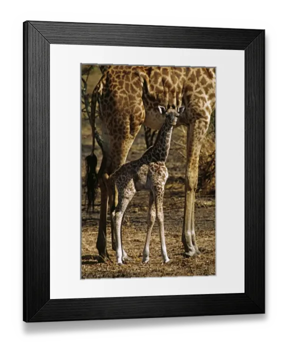 Framed Print : Africa. Rothschilds giraffe and baby (Giraffa camelopardalis rothschildi). Probably Framed Print : Africa. Rothschilds giraffe and baby (Giraffa camelopardalis rothschildi). Probably