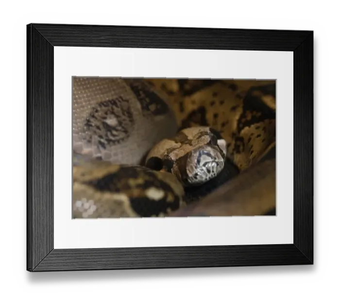 Framed Print : portrait of a Boa, Boa constrictor, native to Central and South America Framed Print : portrait of a Boa, Boa constrictor, native to Central and South America