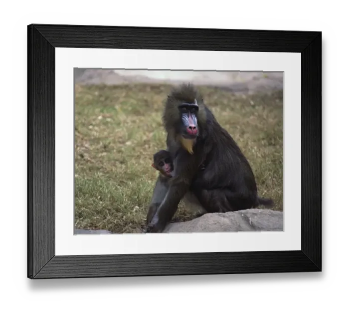 Framed Print : Nature, Fauna Framed Print : Nature, Fauna