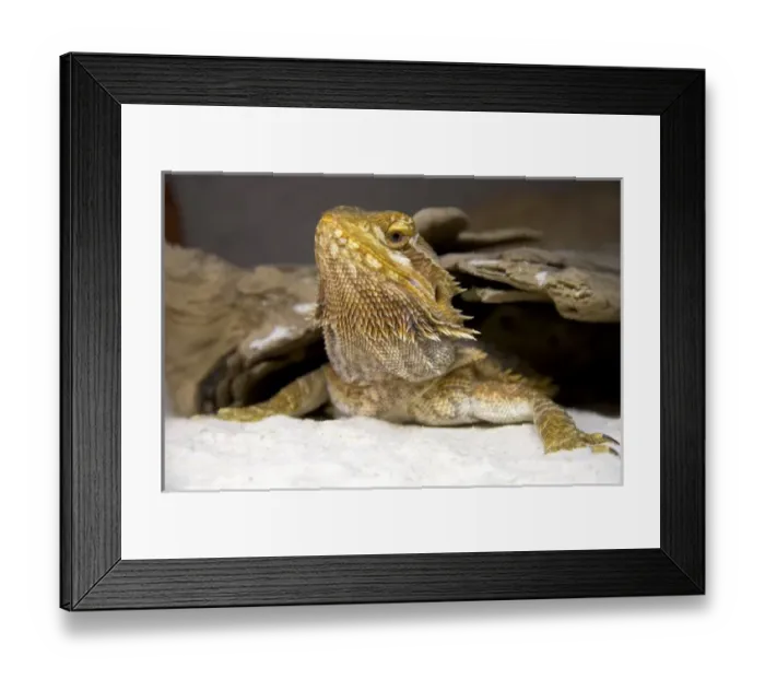 Framed Print : Nature, Fauna
