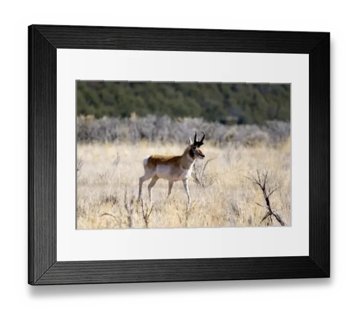 Framed Print : Nature, Fauna Framed Print : Nature, Fauna