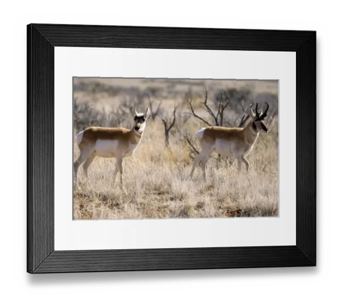 Framed Print : Nature, Fauna Framed Print : Nature, Fauna