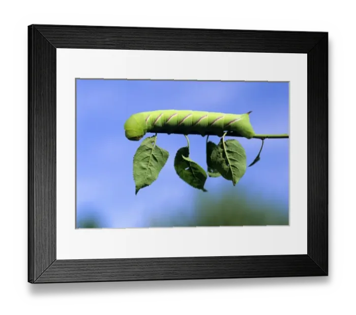 Framed Print : Caterpiller on a leafstem of a tree Framed Print : Caterpiller on a leafstem of a tree
