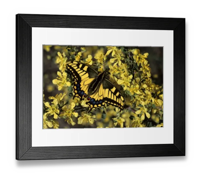 Framed Print : Nature, Fauna Framed Print : Nature, Fauna
