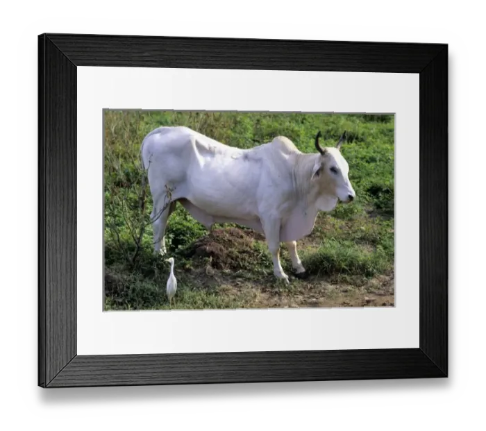 Framed Print : Brahma bull, Brahman a breed of cattle Framed Print : Brahma bull, Brahman a breed of cattle