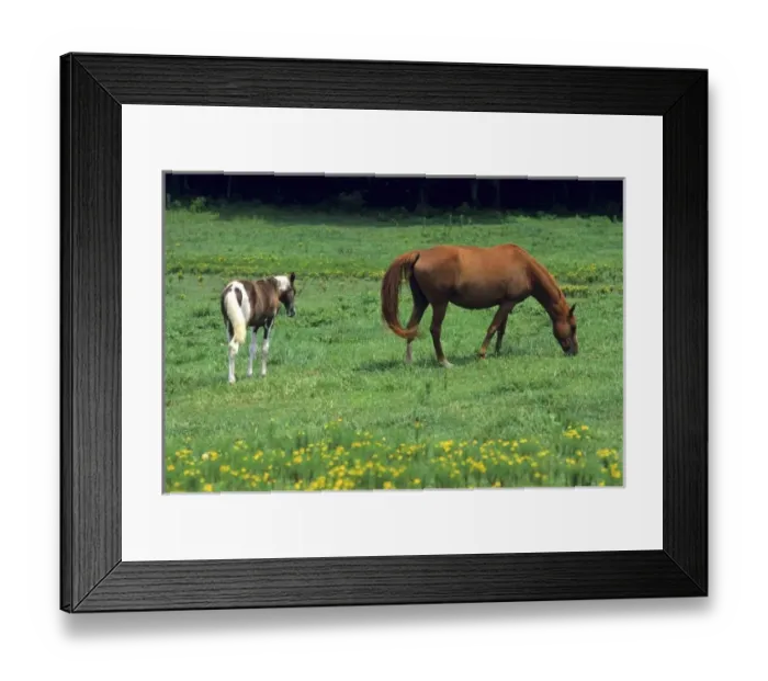 Framed Print : Horse grazing in pasture with colt