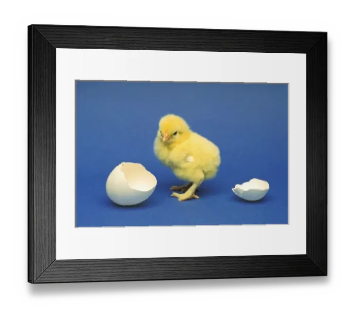 Framed Print : Baby chick Framed Print : Baby chick