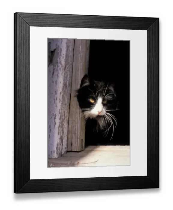 Framed Print : Black and white cat Framed Print : Black and white cat