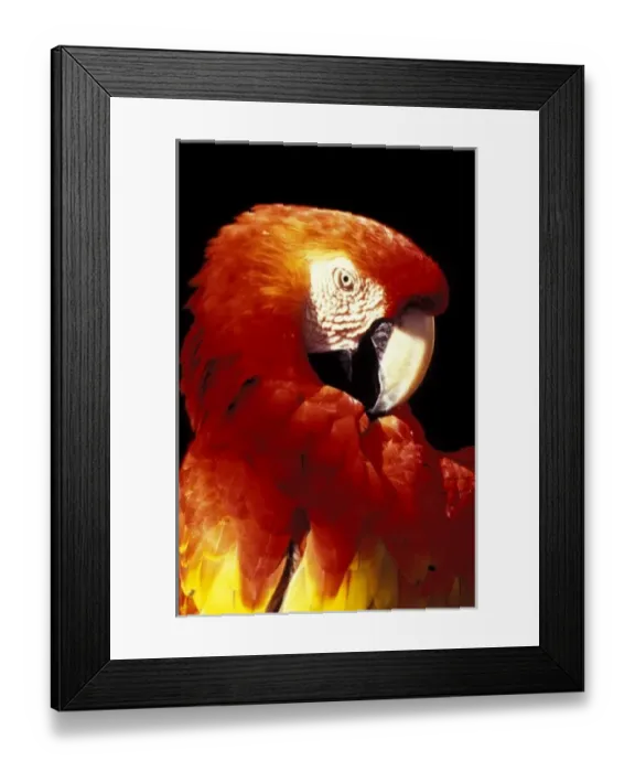 Framed Print : USA, Florida. Macaw Framed Print : USA, Florida. Macaw