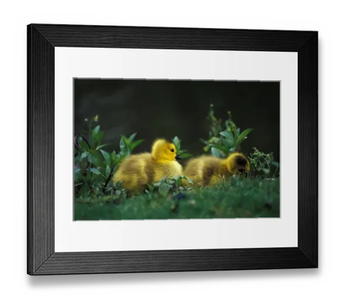 Framed Print : Nature, Fauna Framed Print : Nature, Fauna