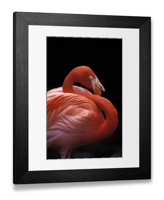 Framed Print : USA, Florida. Flamingo