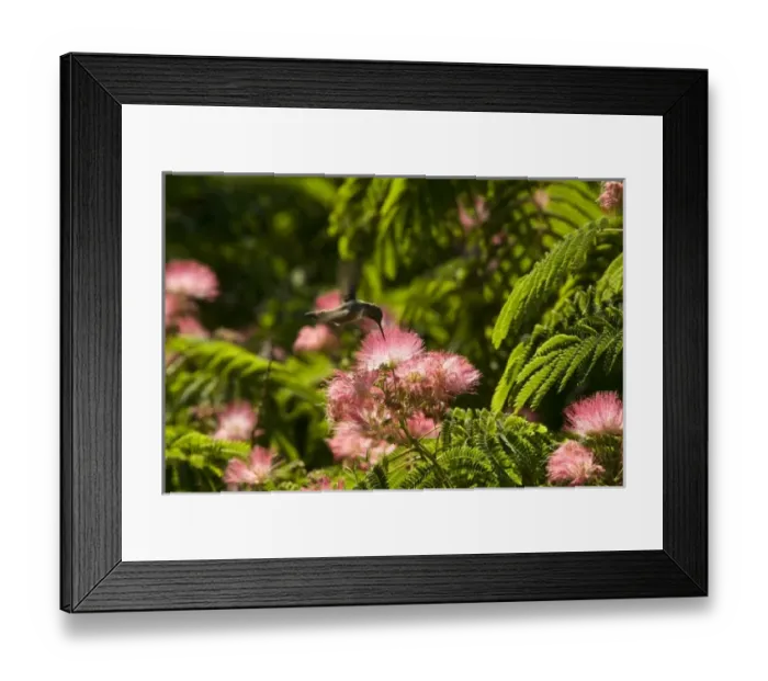 Framed Print : Nature, Fauna