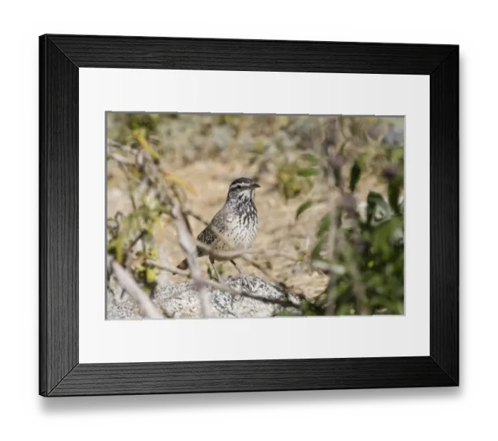 Framed Print : Nature, Fauna