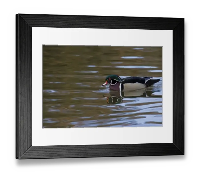Framed Print : Wood Duck with reflections at Santee Lakes in San Diego CA