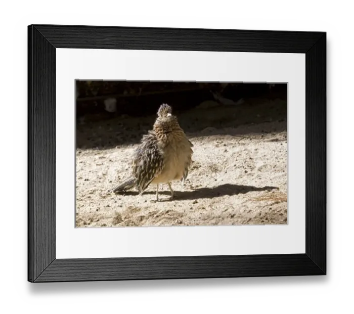 Framed Print : Nature, Fauna Framed Print : Nature, Fauna