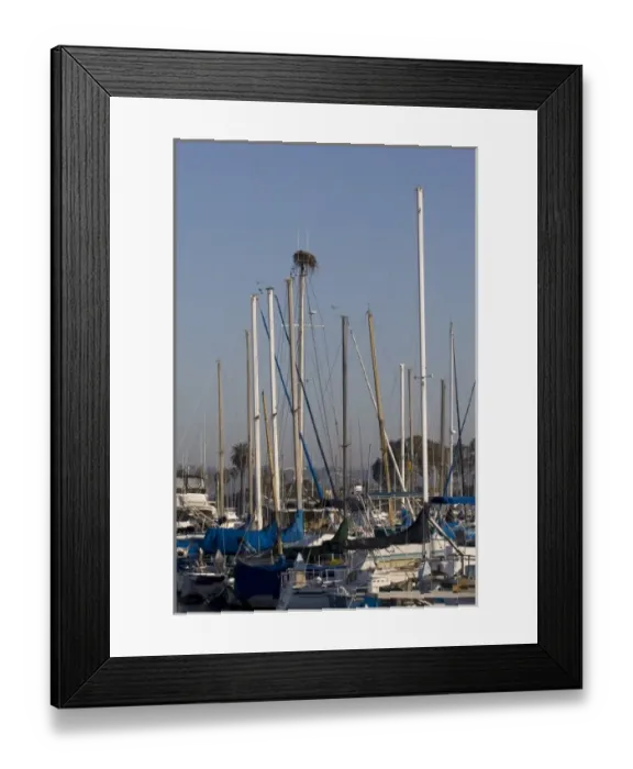 Framed Print : Osprey nest built at the top of ships mast in San Diego harbor