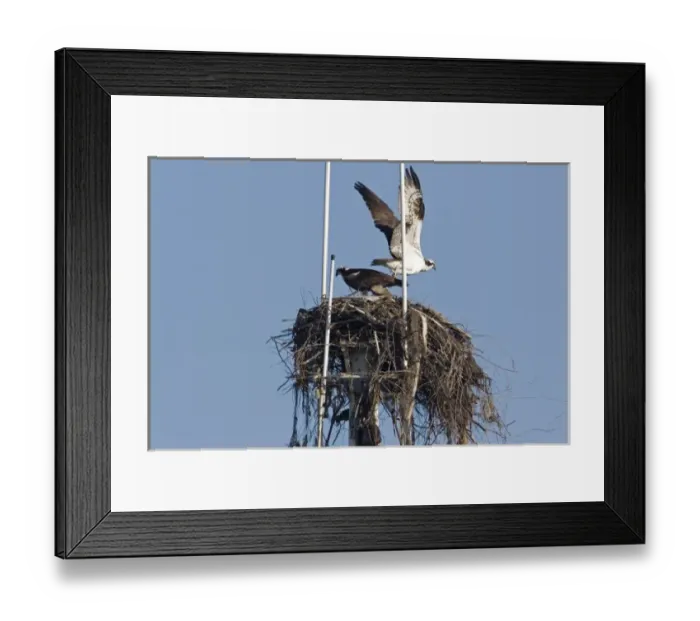 Framed Print : Pair of ospreys on nest built at the top of ships mast in San Diego harbor Framed Print : Pair of ospreys on nest built at the top of ships mast in San Diego harbor