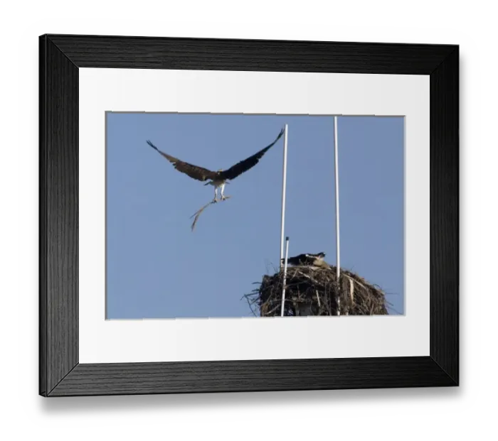 Framed Print : Male osprey brings nesting material to nest built at the top of ships mast in San Diego harbor