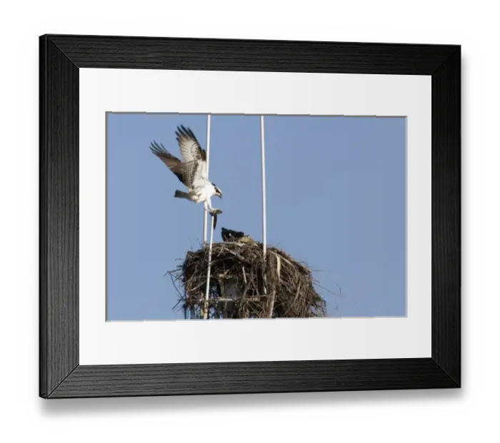 Framed Print : Pair of ospreys on nest built at the top of ships mast in San Diego harbor Framed Print : Pair of ospreys on nest built at the top of ships mast in San Diego harbor