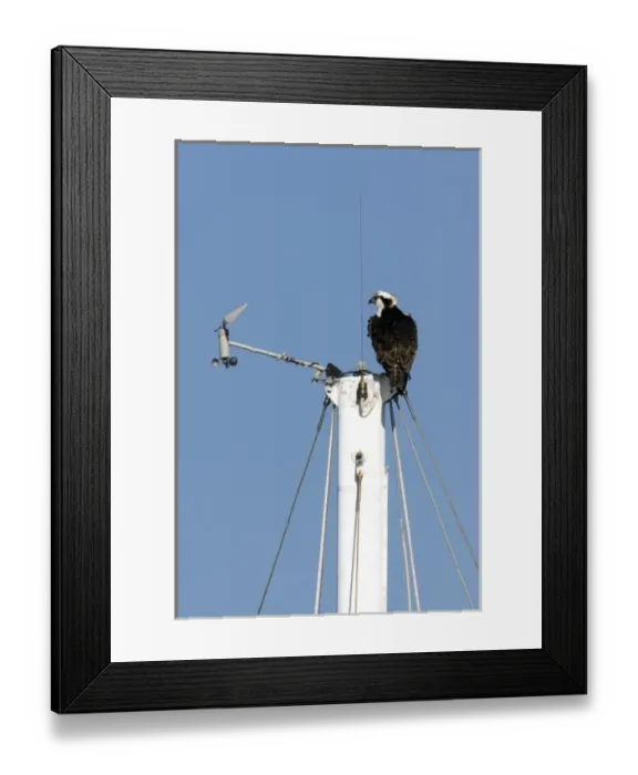 Framed Print : Male osprey sits at the top of ships mast in San Diego harbor Framed Print : Male osprey sits at the top of ships mast in San Diego harbor