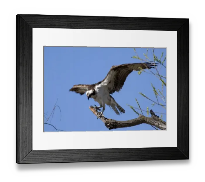 Framed Print : Osprey sits on perch at Santee Lakes in San Diego CA