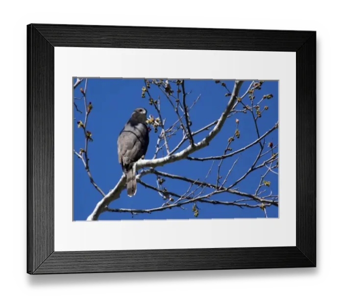 Framed Print : Coopers Hawk sitting in tree at Santee Lakes in San Diego Framed Print : Coopers Hawk sitting in tree at Santee Lakes in San Diego