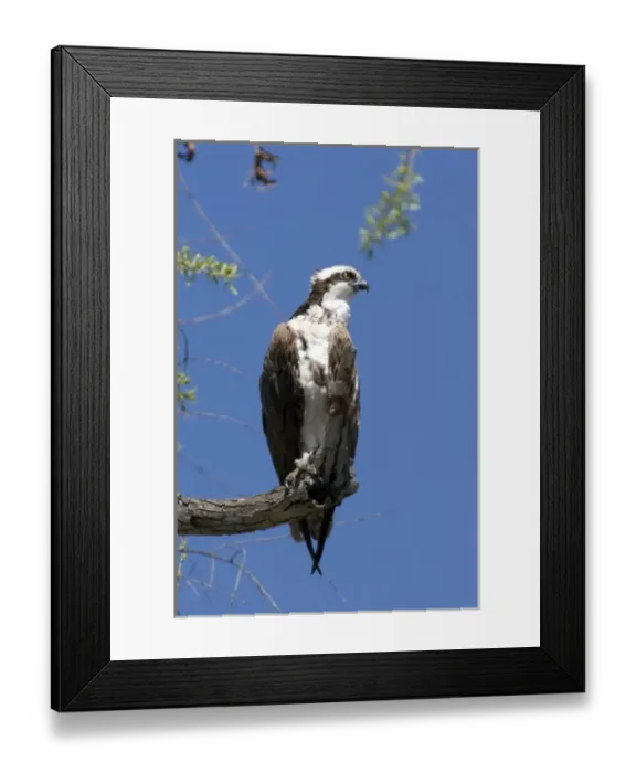 Framed Print : Osprey sits on perch at Santee Lakes in San Diego CA Framed Print : Osprey sits on perch at Santee Lakes in San Diego CA