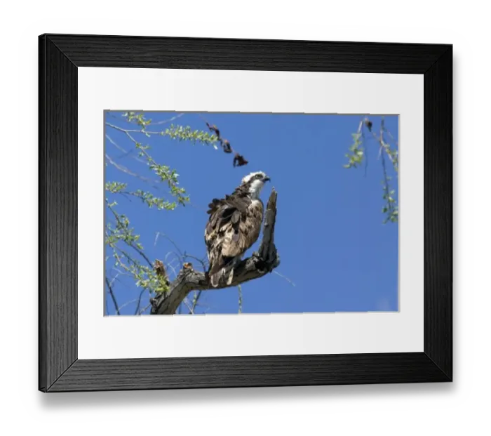 Framed Print : Osprey sits on perch at Santee Lakes in San Diego CA