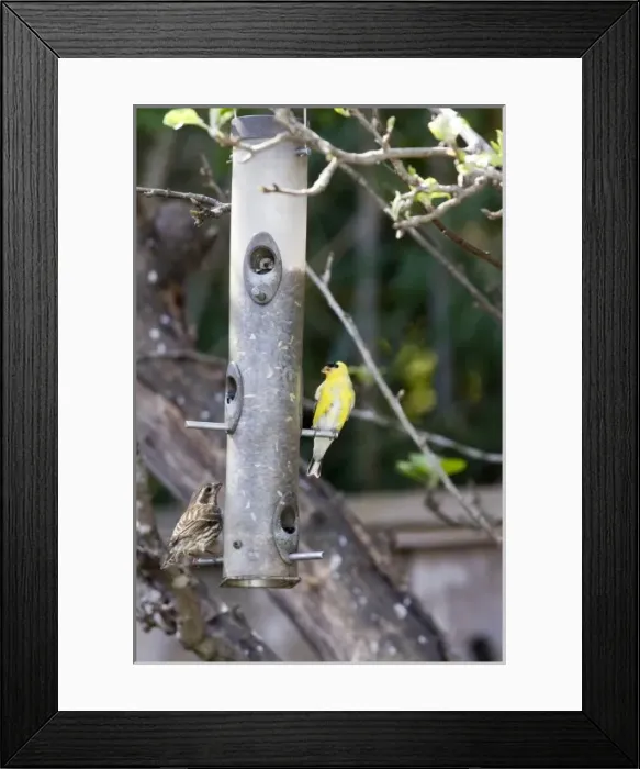 Framed Print : American Goldfinch and sparrow at backyard feeder holding sunflower seeds in Santa Cruz CA