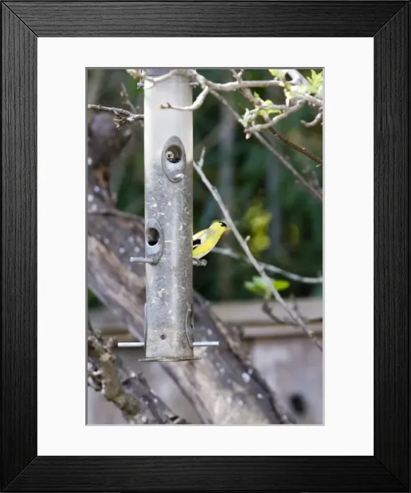 Framed Print : American Goldfinch at backyard feeder holding sunflower seeds in Santa Cruz CA Framed Print : American Goldfinch at backyard feeder holding sunflower seeds in Santa Cruz CA