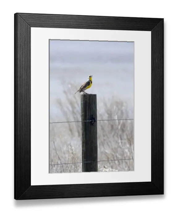 Framed Print : Western Meadowlark sits on post in central California