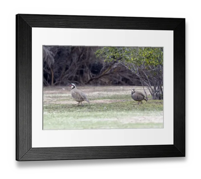 Framed Print : Pair of Chukars at Kodachrome Basin State Park in Utah Framed Print : Pair of Chukars at Kodachrome Basin State Park in Utah