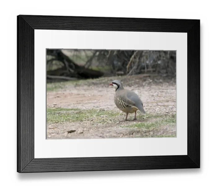 Framed Print : Nature, Fauna Framed Print : Nature, Fauna