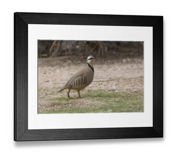 Framed Print : Nature, Fauna Framed Print : Nature, Fauna