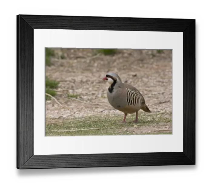 Framed Print : Nature, Fauna Framed Print : Nature, Fauna