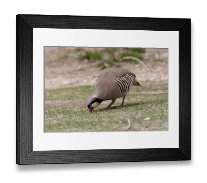 Framed Print : Nature, Fauna Framed Print : Nature, Fauna