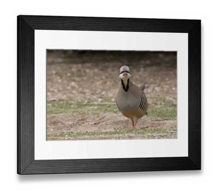 Framed Print : Nature, Fauna Framed Print : Nature, Fauna