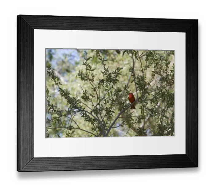 Framed Print : Male Summer Tanager sits on branch in Anza-Borrego Desert State Park CA