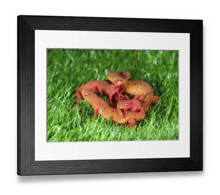 Framed Print : Red Eft (Terrestrial Form), Notophthalmus viridescens, Native to Eastern US Framed Print : Red Eft (Terrestrial Form), Notophthalmus viridescens, Native to Eastern US