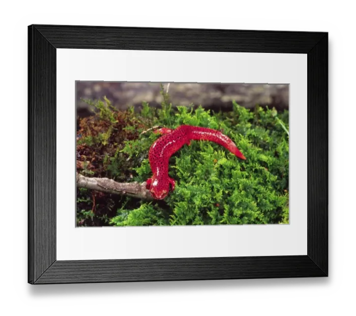Framed Print : Black-chin Red Salamander, Pseudotriton ruber, Native to Georgia Framed Print : Black-chin Red Salamander, Pseudotriton ruber, Native to Georgia