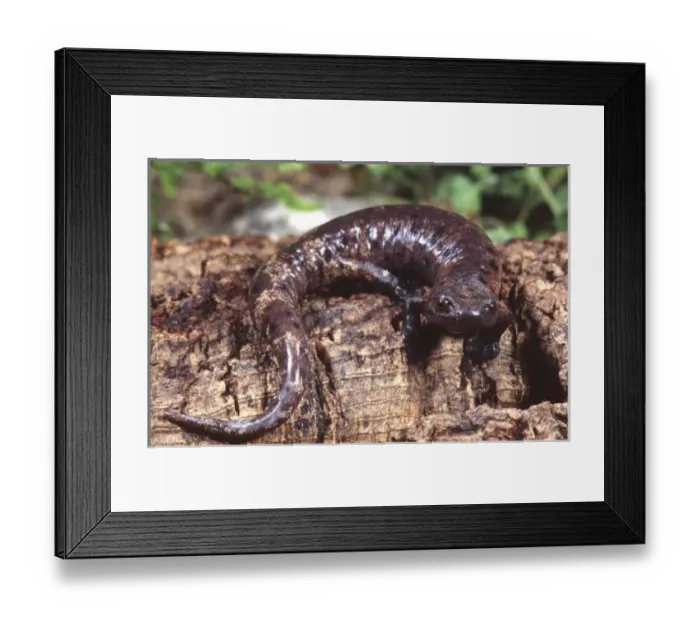 Framed Print : Palm Salamander, Bolitoglossa dofleini, Native to Honduras