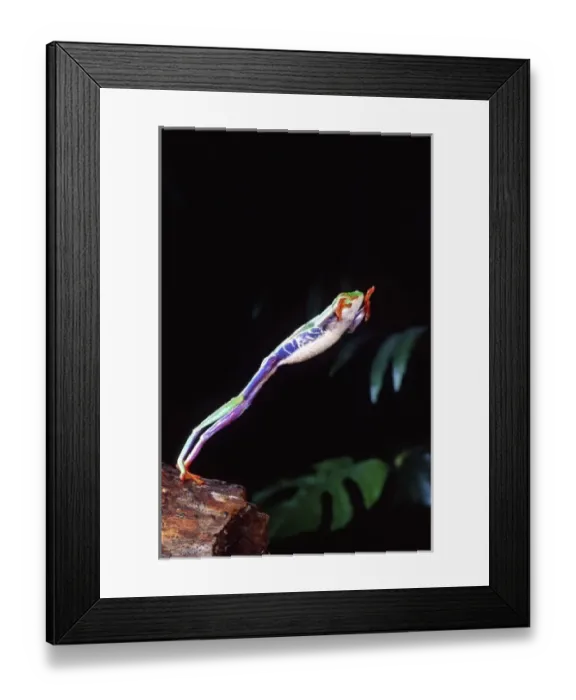 Framed Print : Red Eye Treefrog Jumping, Agalychinis callidryas, Native to Central America Framed Print : Red Eye Treefrog Jumping, Agalychinis callidryas, Native to Central America