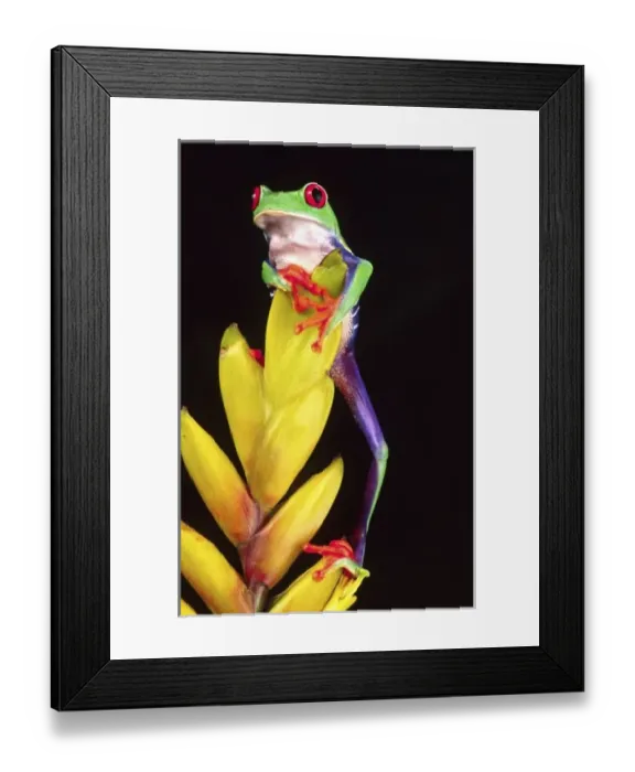 Framed Print : Nature, Fauna