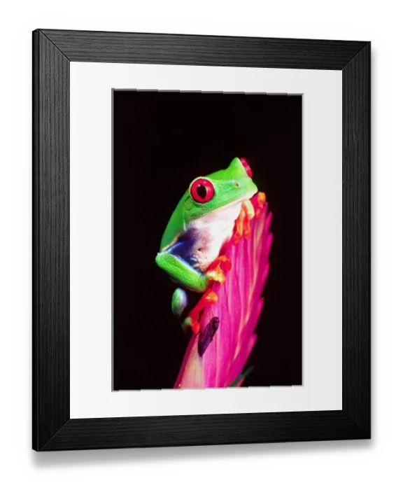 Framed Print : Red Eye Treefrog on a Bromeliad, Agalychinis callidryas, Native to Central Ameerica