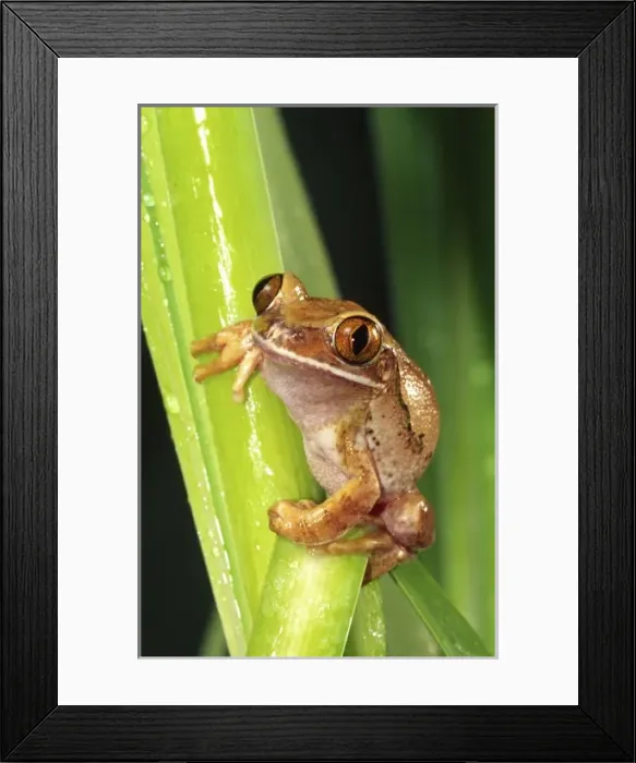 Framed Print : Nature, Fauna Framed Print : Nature, Fauna